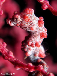 Pygmy SeaHorse - Canon S 95 by Andy Chan 